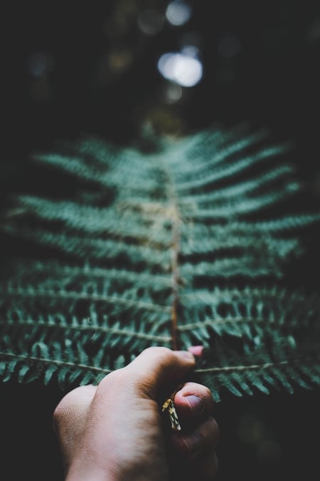 simson-petrol-1126364-unsplash-low